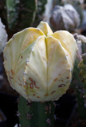 Ast 522, MYR x (COA x CAP) Astro variegat coahuilense Astrophytum hybrid hakuun ornatum Dresden