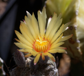 Ast 611. Astrophytum quad-hybrid Blüte