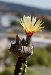 Ast 611. Astrophytum quad hybrid Blüte coahuilense