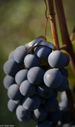 Trauringe im Herbst bei sehr hartem Sonnenlicht, Radebeul, September 2024. Eheringe Weintrauben Trauringe Herbst Wein Radebeul Hochzeitsfotograf