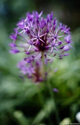 f/1.4, Vollformat. Pentax Asahi Super-Takumar 50mm f/1.4 Dolde