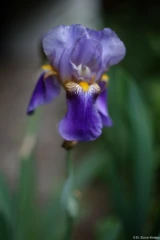 f/1.4, Vollformat. Pentax Asahi Super-Takumar 50mm f/1.4 Lilie