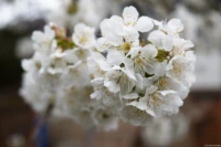 Frühling in Bad Dürrenberg. Carl Zeiss Jena Tessar f/2.8 50mm Frühling