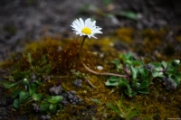 Frühlingserwachen. Carl Zeiss Jena Tessar f/2.8 50mm Gänseblümchen