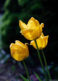 Carl Zeiss Jena Tessar 2.8/50 Gelbe Tulpen