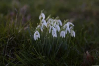Schneeglöckchen im Februar 2024, abgeblendet, Vollformat. Auto-Takumar 55mm f/1.8 Schneeglöckchen
