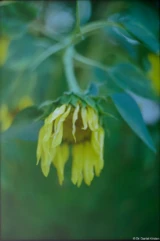 Verwelkte Sonnenblume. Helios-44-2, GL, f/2. Analoge Fotografie 35mm Sonnenblume