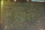 Wiese am Abend bei Niederwartha im Gegenlicht. Helios-44-2, GL, f/2, NDx8. Analoge Fotografie 35mm Wiese Disteln Helios-44