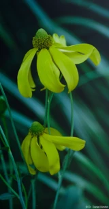 Tessar 2.8/50 red T 12 blade, f/2.8, 1/500, beschnitten. analog Gelbe Blüten