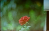 Rote Rose. Cyclop 1.5/85. Hier war der Film fast am Ende und wurde nicht mehr vollständig weitergespult, wodurch der rechten Rand doppelt belichtet ist. analog Rote Rose Cyclop