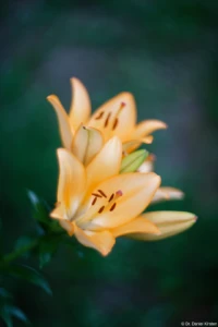 Feuer-Lilien, Vollformat. Cyclop 1.5/85 Feuer-Lilien Feuer-Lilie