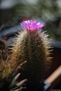 Thelocactus bicolor ssp. boleansis, Vollformat. Cyclop H3T Thelocactus bicolor ssp. boleansis