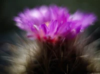 Vollformat. Cyclop 1.5/85 Thelocactus bicolor ssp. boleansis Makro