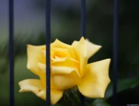 Rose zwischen Gitterstäben, APS-C. Cyclop f/1.5 85mm Gelbe Rose Gitterstab Gitterstäbe