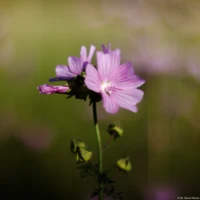 Moschus-Malve, APS-C. Cyclop 1.5/85