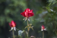 APS-C Cyclop H3T Rose Rosen