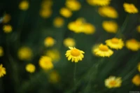 Vollformat. Cyclop f/1.5 85mm Gelbe Blumen