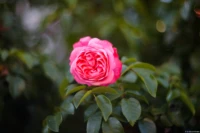 Rose, Vollformat. Cyclop H3T Rose