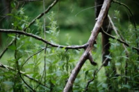 Vollformat. Cyclop H3T Holz Brennnessel