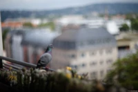 Hier konnte der Detail-Enhancer nicht viel ausrichten, Vollformat. Cyclop f/1.5 85mm Taube Kakteen