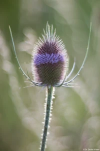Cyclop 1.5/85 Distel Blüte