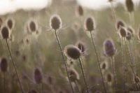 Disteln im Gegenlicht mit schönem Bokeh, APS-C. Cyclop H3T Distel Disteln Bokeh Gegenlicht