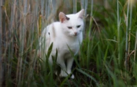 Katze am Feldrand. Das Bild ist mit dem APS-C-Sensor technisch recht gut gelungen. Cyclop f/1.5 85mm