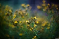 Blumen mit berauschendem Bokeh in der Dresdner Heide, Vollformat. Cyclop f/1.5 85mm Gelbe Blüten Bokeh