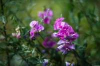 Wicken, APS-C. Cyclop f/1.5 85mm Wicken Bokeh