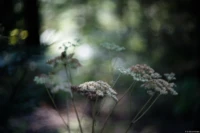 Dolden im Wald, Vollformat. Cyclop H3T Dolde Dolden Dresdner Heide Daniel Kirsten