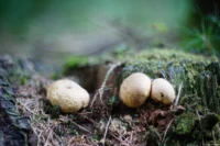 Kartoffelboviste in der Dresdner Heide, Vollformat. Cyclop f/1.5 85mm Kartoffelbovist