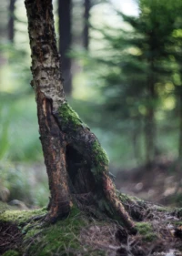 Canon Vollformat. Cyclop 1.5/85 Hohler Baum Wald