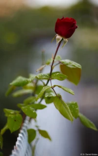 Rose an einem Zaun, Vollformat. Cyclop H3T Rose Zaun