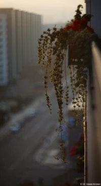 Balkonkasten, Vollformat. Cyclop Balkonblumen Balkonkasten