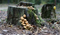 Baumstumpf gelbe Pilze Pentax Asahi Auto Takumar f/1.8 55mm
