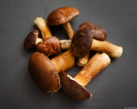 Marone Maronen Imleria badia Boletus badius Tessar 2.8/50 red T 12-blade