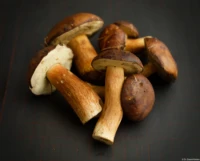 Braunkappen Boletus badius Xerocomus badius Tessar 2.8/50 red T