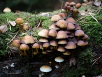 Baumpilze Dresdner Heide Carl Zeiss Tessar 2.8/50