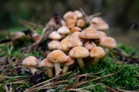 Pilze Dresdner Heide Carl Zeiss Tessar f/2,8 50mm