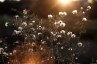 Abendsonne im Spätsommer 2024, f/2.0, APS-C. Helios-44 58mm f/2.0 Lensflare Abendsonne