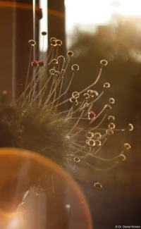 Abendsonne im Spätsommer 2024, f/2.0, APS-C. Helios-44-2 Gegenlicht Abendsonne