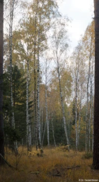 Hier ist die Schärfe im oberen Bereich, trotz Abblendens und Vollformat, ziemlich schlecht. Carl Zeiss Jena Tessar f/2.8 50mm Bäume Wald