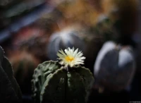Astrophytum myriostigma cv. fukuryu, Vollformat, Offenblende.  Das Bokeh ist gradios und die Schärfe an der Blüte trotz Offenblende recht gut. Auto-Takumar 55mm f/1.8 Astrophytum fukuryu Bokeh