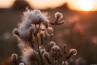 Ein grandioses Spiel aus frontaler Abendsonne, Bokeh und Lensflares, APS-C, Offenblende. Auto-Takumar 55mm f/1.8 Zebra Distel Abendsonne