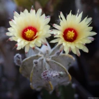 Sehr gute Schärfe beim Abblenden. Auto-Takumar 55mm f/1.8 Zebra Astrophytum