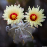 Astrophytum-Hybrid, Vollformat, geringe Schärfe bei Offenblende. Auto-Takumar 55mm f/1.8 Kaktus Blüte