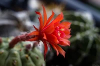Matucana madisonorium in voller Blüte, Vollformat, abgeblendet, Zwischenring. Auto-Takumar 55mm f/1.8 Zebra matucana Blüte