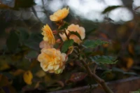 Blume in der Abendsonne auf einer Radtour am Reformationstag 2024, APS-C, Offenblende. Auto-Takumar 55mm f/1.8 Herbst Blume