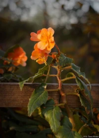 Blume in der Abendsonne auf einer Radtour am Reformationstag 2024, APS-C, Offenblende. Auto-Takumar 55mm f/1.8 Zebra Blume Herbst