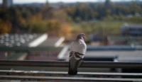 Ein weiteres Foto der Taube auf dem Balkon.  Sehr deutliches Bokeh im Hintergrund, Vollformat, Offenblende. Auto-Takumar 55mm f/1.8 Zebra Taube Balkon